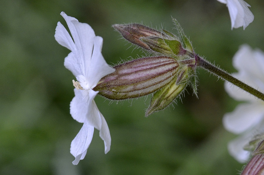 Silene latifolia (=Silene alba) / Silene bianca